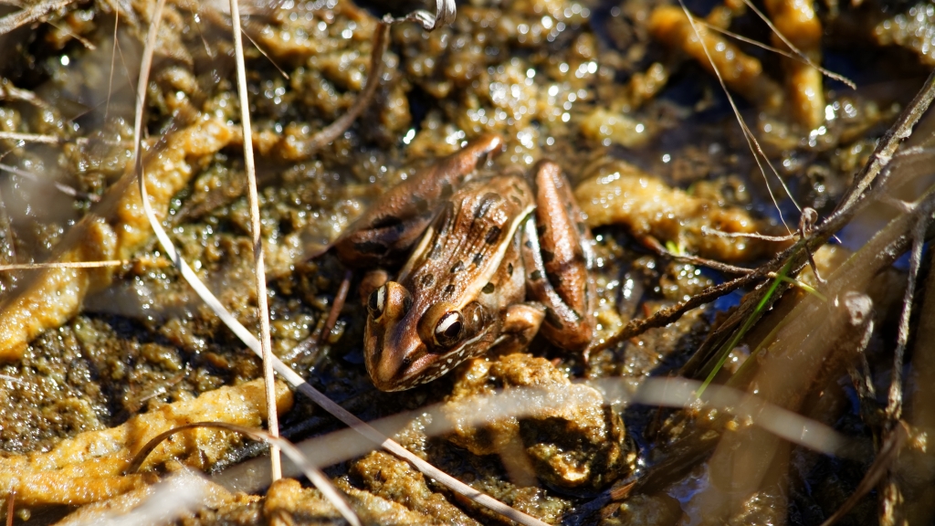 02 - Everglade NP (51).jpg